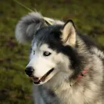 Haski ukrao vlasnikov mobitel i snimio video - postao je hit