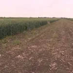 Poljoprivrednici iz RS ogorčeni novim Zakonom o porezu na dohodak: Ovo je udar na selo, sahranjuju domaću proizvodnju