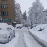 Oglasio se KJKP Park, objavio općinske propise: U Novom Sarajevu odobrenje za sječu stabala daje načelnik