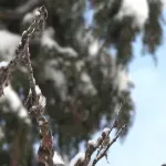 Osvanulo zimsko jutro: U Bosni snijeg, u Hercegovini kiša i bura