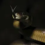 Naučnici otkrili džinovsku morsku zmiju koja je lovila ajkule