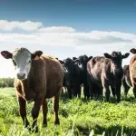 Država koja ima više krava nego ljudi i svjetska je sila u nogometu