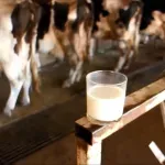 Farme se gase, proizvodnja pada: Mljekari sve bliže odluci o blokadi granica