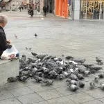Banjalučanin svakog jutra hrani golubove na Trgu Krajine FOTO