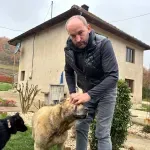 Ženka kangala Đina spasila farmu od medvjeda kod Visokog: "Jedan od stotinu pasa preživi ovakav napad"