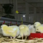 Peradarstvo se gasi u tišini, radnici završavaju na evidenciji nezaposlenih