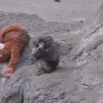 Osmomjesečni Punch, japanski makaki majmun postao viralni hit