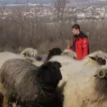 Život pod otvorenim nebom: Miloš (21) čuva 300 ovaca i od toga plaća školovanje/VIDEO