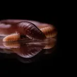 Zmijski parazit, kakav nikada nije viđen kod ljudi, pronađen u mozgu žene