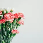 Zašto je karanfil simbol ženskog otpora: Svaka boja ovog cvijeta kojeg poklanjate ima značenje