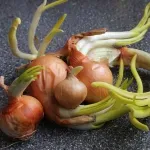 Mnogi prže luk pogrešno: Zbog ove greške ručak brzo postane gorak