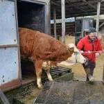 Radomir i Vinka pomogli Zilhadu: Na opustjelu farmu stigla još jedna junica