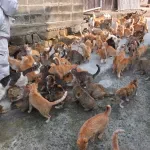 Misterija „Ostrva mačaka“: Mjesto gdje na jednog čovjeka dolazi 27 životinja, ali istina je tužna