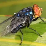 Opasna muha mesožderka probija se prema SAD-u, može li se zaustaviti?