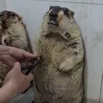 Uplašeni mrmot osvaja internet svojom preslatkom reakcijom (VIDEO)