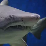 Ova domaća životinja godišnje ubije više ljudi nego ajkule