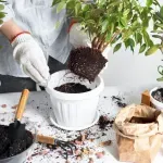 Uobičajeni kuhinjski otpad uzrokuje da biljke rastu više i jače, nadmašuje većinu gnojiva