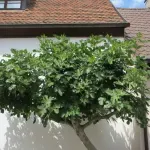 Ovo drvo ne sadite pored kuće, uzrokuje više štete nego što mislite