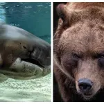 Iz rijeke izvučena riba veličine grizlija (FOTO)