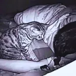 Mačka gledala vlasnika cijelu noć, on odlučio da je snima - razlog je bio alarmantan