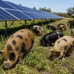 Krdo svinja pušteno je u solarnu elektranu: Ono što su uradile panelima bilo "neočekivano"