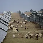 Izgradili najveću svjetsku solarnu farmu u pustinji, a onda morali dovesti 20.000 ovaca da je spase