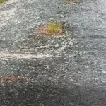 "Mislio sam da hodam po borovim iglicama": Uživao u zvuku pucketanja dok nije vidio po čemu zapravo gazi