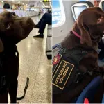 Iz Vogošće među spasilačke K9 timove svijeta: Davorin i potražni pas Đurđa predstavljaju BiH u Kini