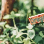 Zaboravite na prehlade: Ovih 7 biljaka ima dokazano antivirusno djelovanje