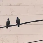 Hobi koji štiti mozak od starenja: Nauka otkrila iznenađujuće moćan efekat