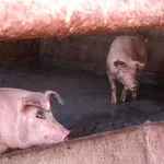 Pitali smo virusologa: Da li je virus afričke kuge svinja opasan za ljude i šta se dešava ako pojedemo zaraženo meso?