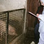 Španija istražuje da li je afrička svinjska kuga procurila iz laboratorije u Kataloniji