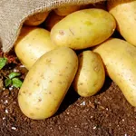 Koji su krompiri najbolji za pire, kuhanje i pečenje?