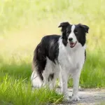 Inteligencija na četiri šape: Ovo su najpametnije rase pasa na svijetu