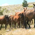 BBC o prirodnom fenomenu BiH: Zemlja u kojoj konji slobodno šetaju