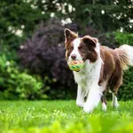 Najpametnije pasmine pasa: Idealne za djecu, uz malo vježbe lako će naučiti sve trikove