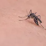 Zašto neki ljudi privlače komarce više od drugih?