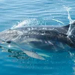 Pričvrstili su kamere na dupine kako bi vidjeli što rade kada ih ne gledamo: Ovo je dokaz da nisu baš tako slatki