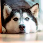 Znate li da psi mogu naučiti riječi iz razgovora svojih vlasnika?