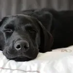 Pet pasmina pasa koje se smatraju najanksioznijima