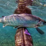 Divlji lososi pod utjecajem kokaina prelaze veće udaljenosti