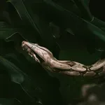 Dopustio da ga zmije ugrizu više od 200 puta. Njegova krv pomogla je stvoriti novi protuotrov