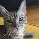 Kako su ljudi pripitomili mačke? Otkrivena ključna prekretnica