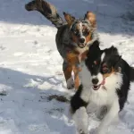 Veterinar otkriva sedam simptoma kod ljubimaca tijekom zime koje ne smijete ignorirati