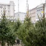 Prva božićna drvca već su u ponudi, cijene su drastično rasle: "Otkud meni 200 eura?"