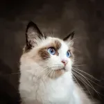 Želite udomiti mačku, ali brinete da bi mogla uništiti namještaj? Ova je rasa idealna za vas