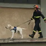 Imaju li psi "šesto čulo" za potrese i opasnosti?