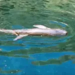 VIDEO / Dupin kod Lastova se već dva dana bori za život: "Pomozimo mu, gdje su institucije?"