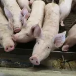 Poljoprivrednici: Svinjogojstvo je pred konačnim slomom, ASK je završni udarac