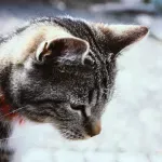 Bolest mačjeg ogreba: Uzrok, simptomi i kako liječiti problem koji krene kao običan prištić na koži?